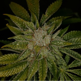 Mk Ultra Mk Ultra