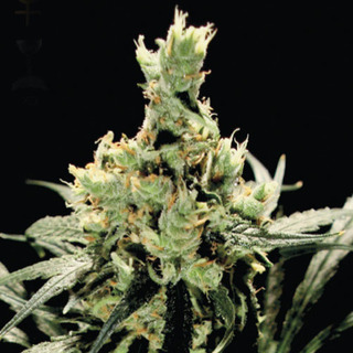 Super Lemon Haze Super Lemon Haze