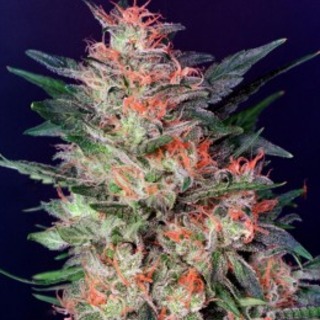 White Widow White Widow