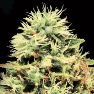 Super Bud Super Bud