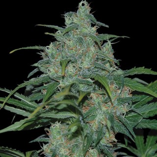 Wild Thailand Wild Thailand