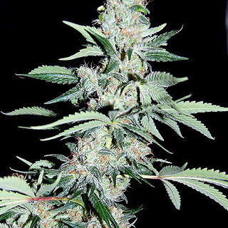 Power Plant Power Plant