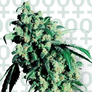 Super Skunk Super Skunk