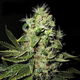 Original Afghani #1 Original Afghani #1