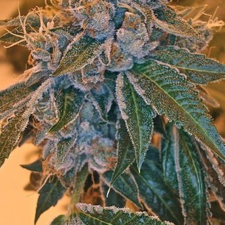 Kosher Kush Kosher Kush