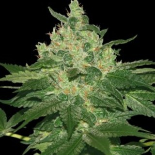 Afgan Kush Afgan Kush