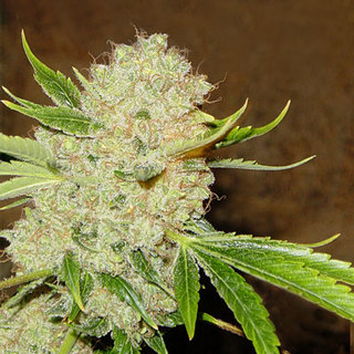 White Russian White Russian