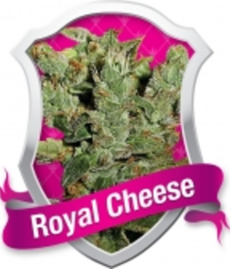 Royal Cheese Femenised Cannabis Seeds from Royal Queen Seeds