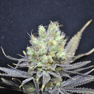 Cdb Nordle Cdb Nordle