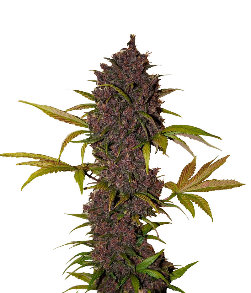 LSD-25 Autoflowering Cannabis Seeds From FastBuds In Green Parrot