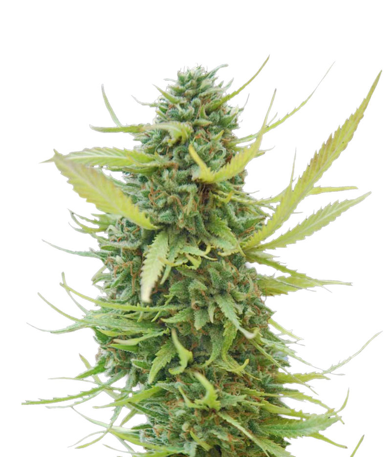 Colombian Gold Regular Marijuana Seeds From World Of Seeds In Green Parrot