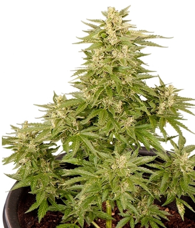 Royal Critical Automatic Autoflowering Cannabis Seeds from Royal Queen Seeds