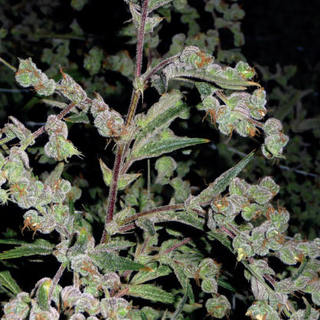 Dr. Grinspoon Dr. Grinspoon