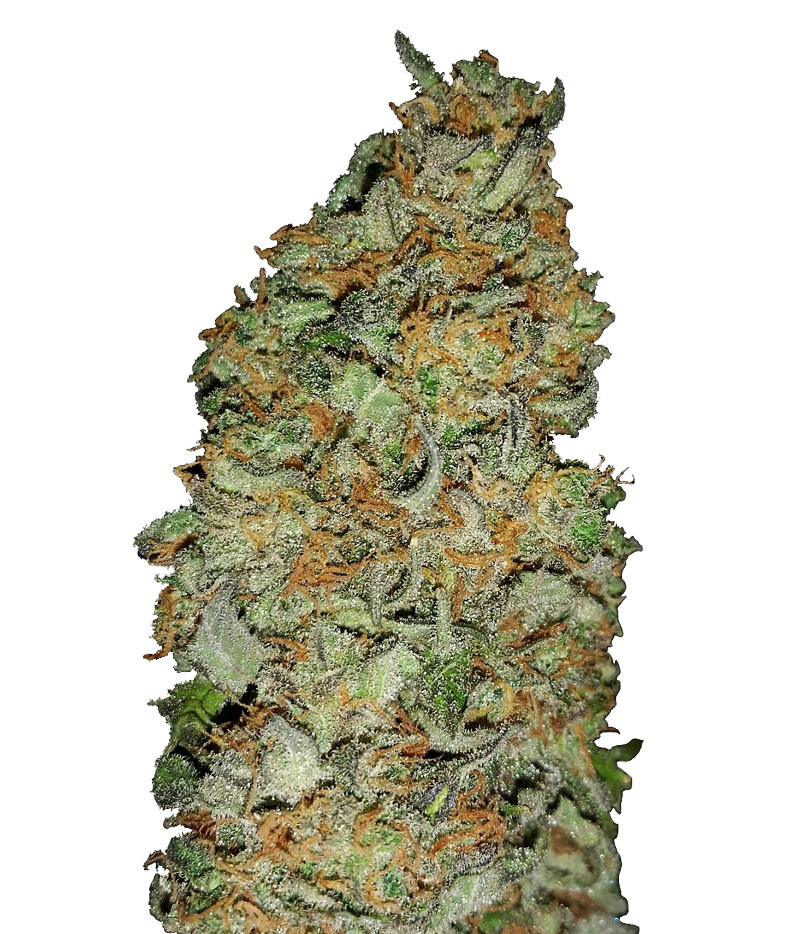 King's Kush CBD Femenised Marijuana Seeds from Green House Seeds