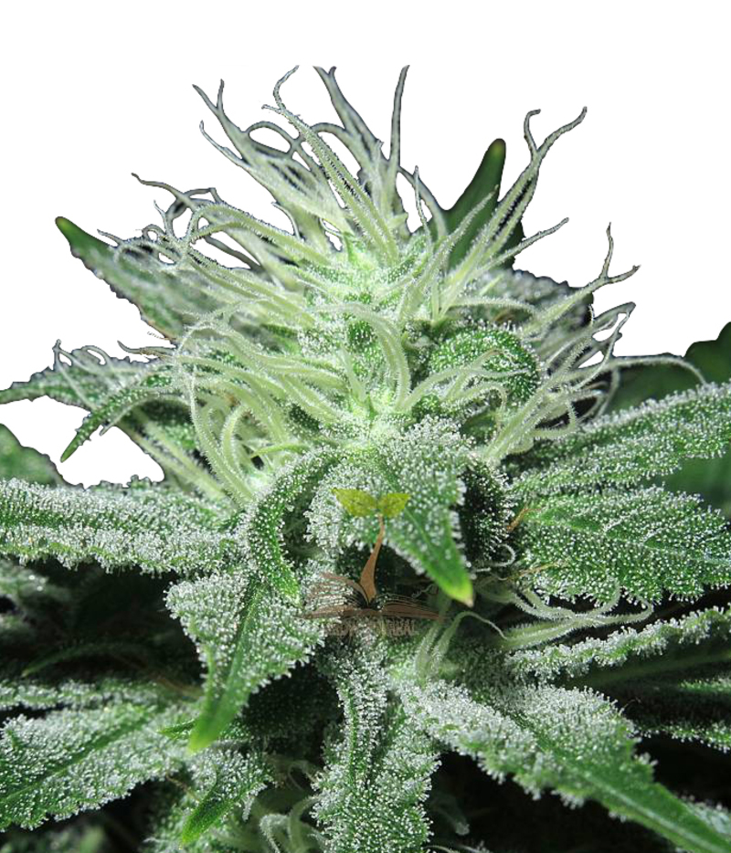 Humboldt Seeds Organization | Dr Greenthumb's Em-Dog By B-Real Seeds ...