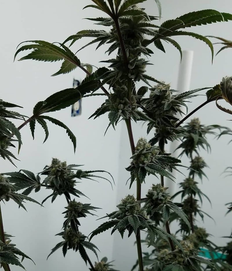 Humboldt Seeds Organization OG Kush Regular Seeds Green Parrot