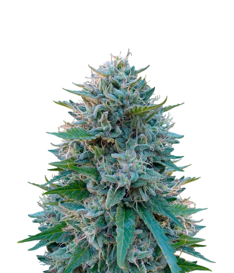 Humboldt Seeds Organization | Dr Greenthumb's Em-Dog By B-Real Seeds ...