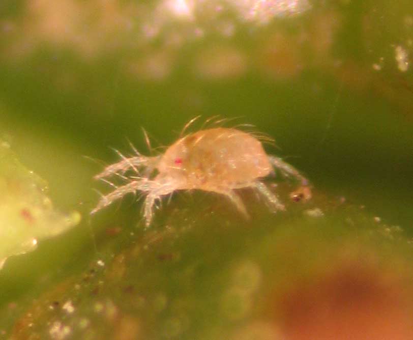 La plagas de los organismos más pequeños de las plantas de marihuana, Digerir