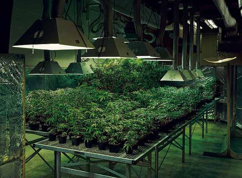 Híbridos de la Marihuana Híbridos de la Marihuana
