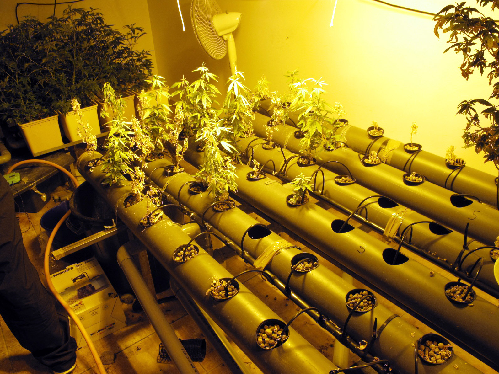 Híbridos de la marihuana Híbridos de la marihuana