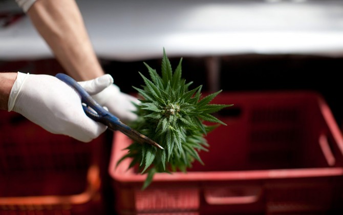 manicura marihuana manicura marihuana