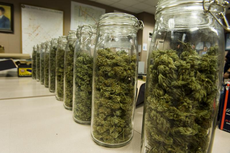 cura de cogollos de marihuana