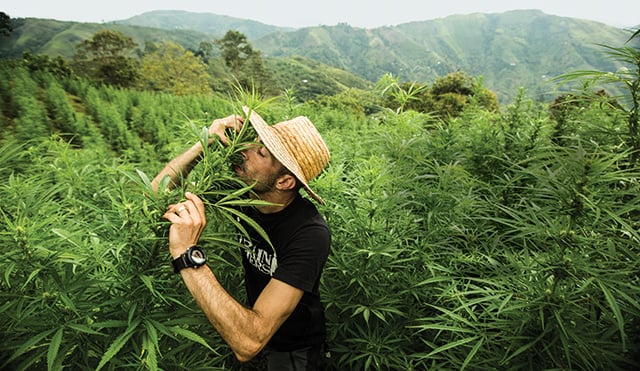 Foto de Green House Seeds Foto de Green House Seeds