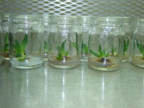 Resultado de imagen de clonacion de plantas