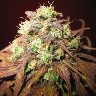 LA Confidential LA Confidential