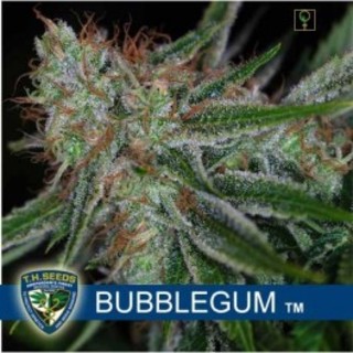 Bubblegum Bubblegum