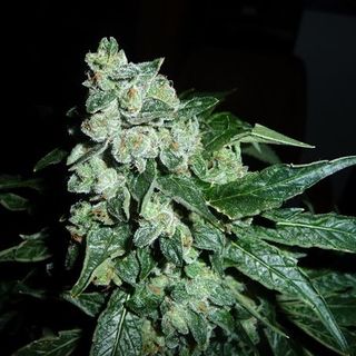 OG#18 OG#18