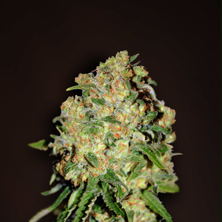 Critical + Critical +