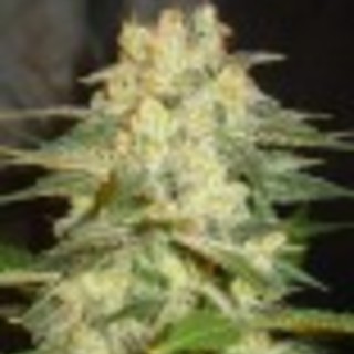 Afgan Kush Afgan Kush