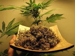 Marihuana medicinal Marihuana medicinal