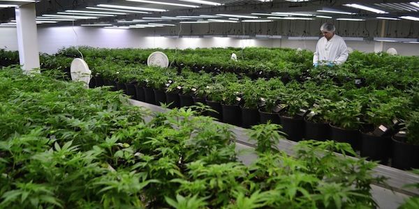 Marihuana medicinal Marihuana medicinal