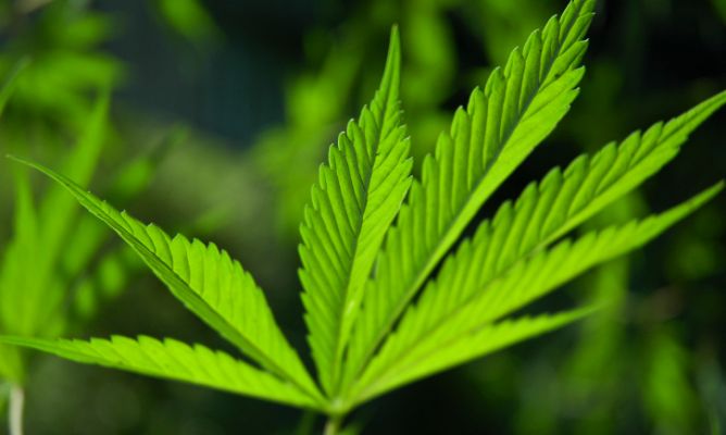 Top 10 Sativa varieties | Blog | Green Parrot