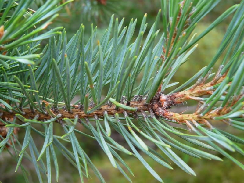 marijuana pine marijuana pine