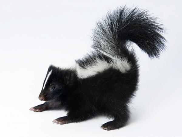 skunk marijuana skunk marijuana