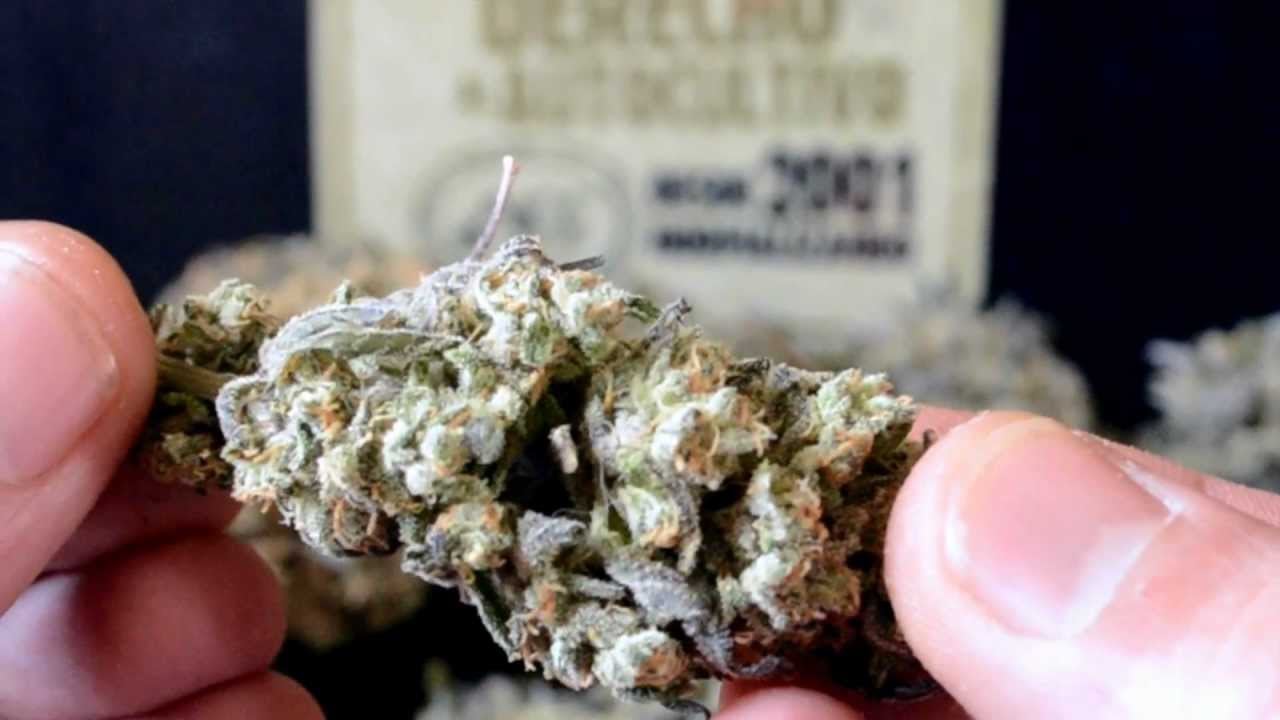 Catas de la marihuana Catas de la marihuana