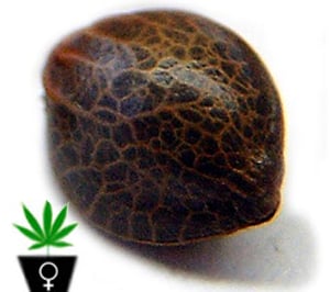 Female Seeds Female Seeds