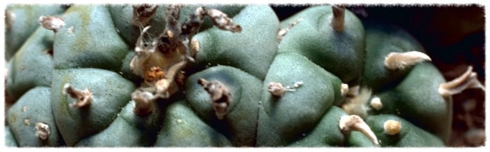 Female Seeds Peyote Female Seeds Peyote