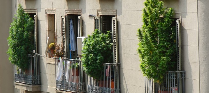 Barcelona cannabis Barcelona cannabis