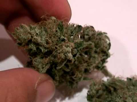 DNA GENETICS DNA GENETICS