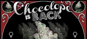 Chocolope Chocolope