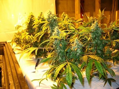 World of seeds World of seeds