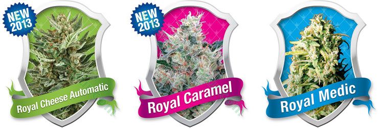 Royal Queen Seeds Royal Queen Seeds