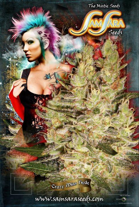 Samsara Seeds Samsara Seeds