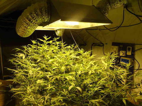 White Label Seeds White Label Seeds