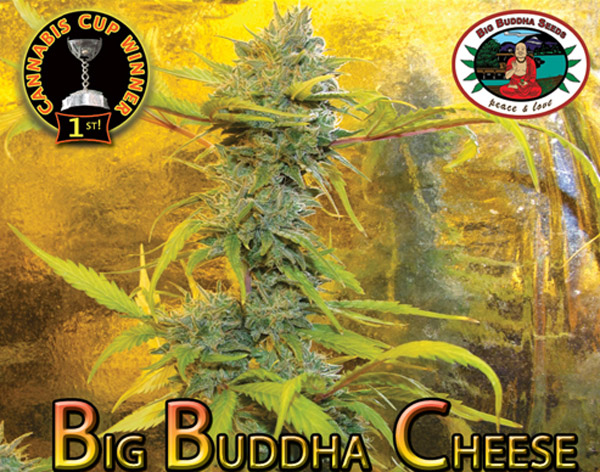 Big Biddha Cheese Big Biddha Cheese