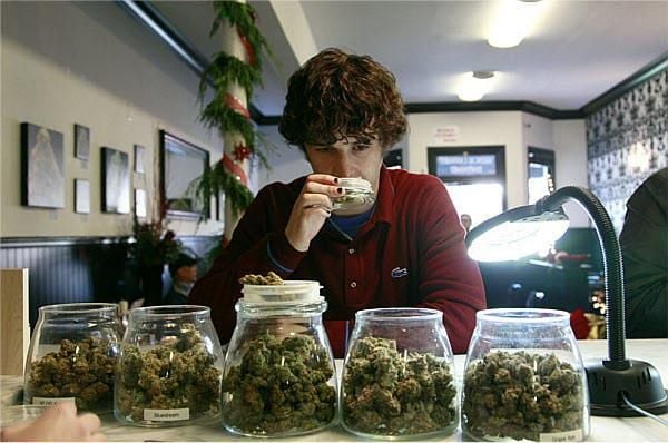 Cata Cannabis Cata Cannabis
